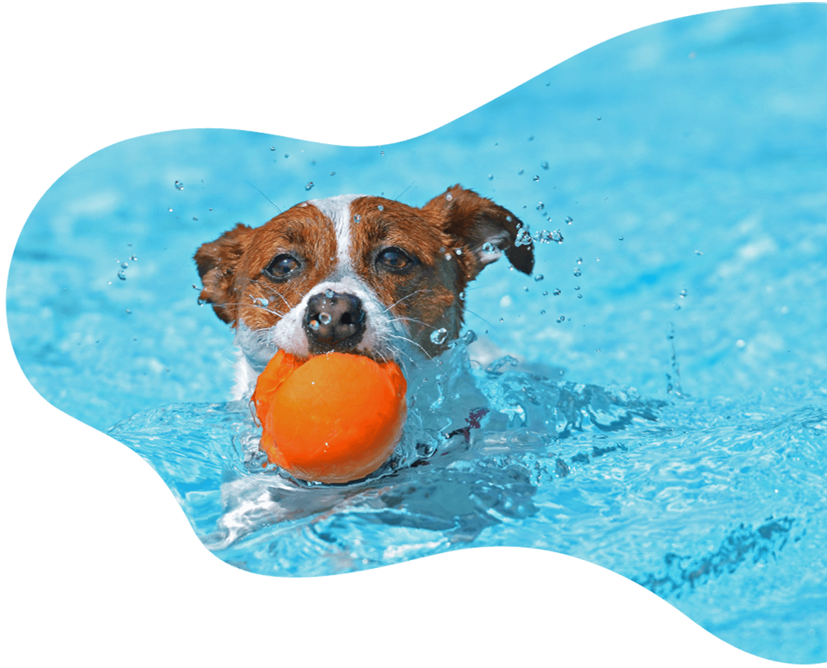 Home pet products