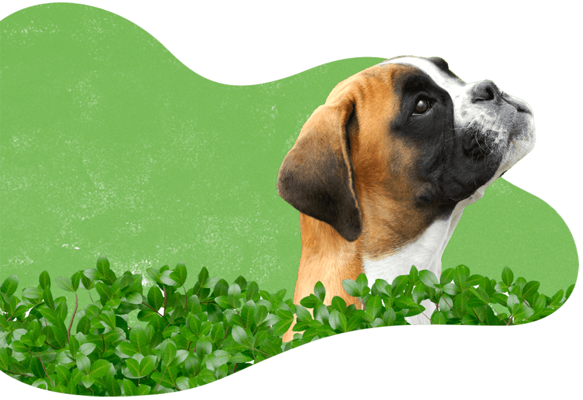 Home pet products