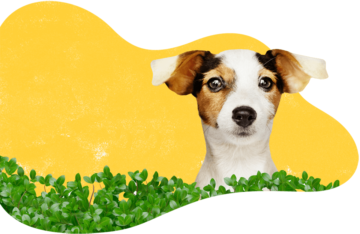 Home pet products