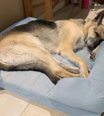 Qpets Dog Bed, Memory Foam Pet Bed, with Couch Arm, Comfortable ang Waterproof